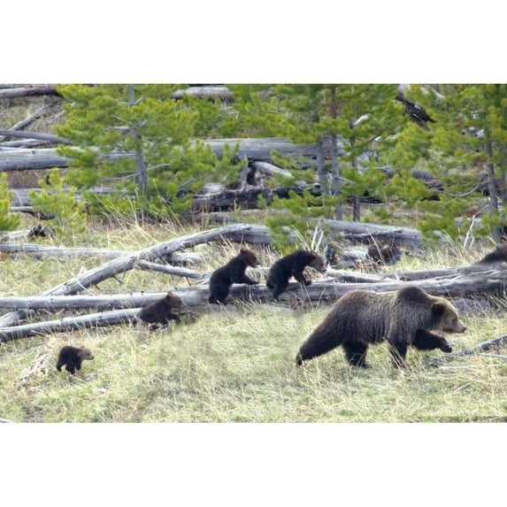 Posterazzi Sow Grizzly Bear Ursus Arctos Horribilis Leads & Guides Her Four Cubs Extremely Rare Through Yellowstone National Park - Wyoming, United States of America Poster Print, 19 x 12