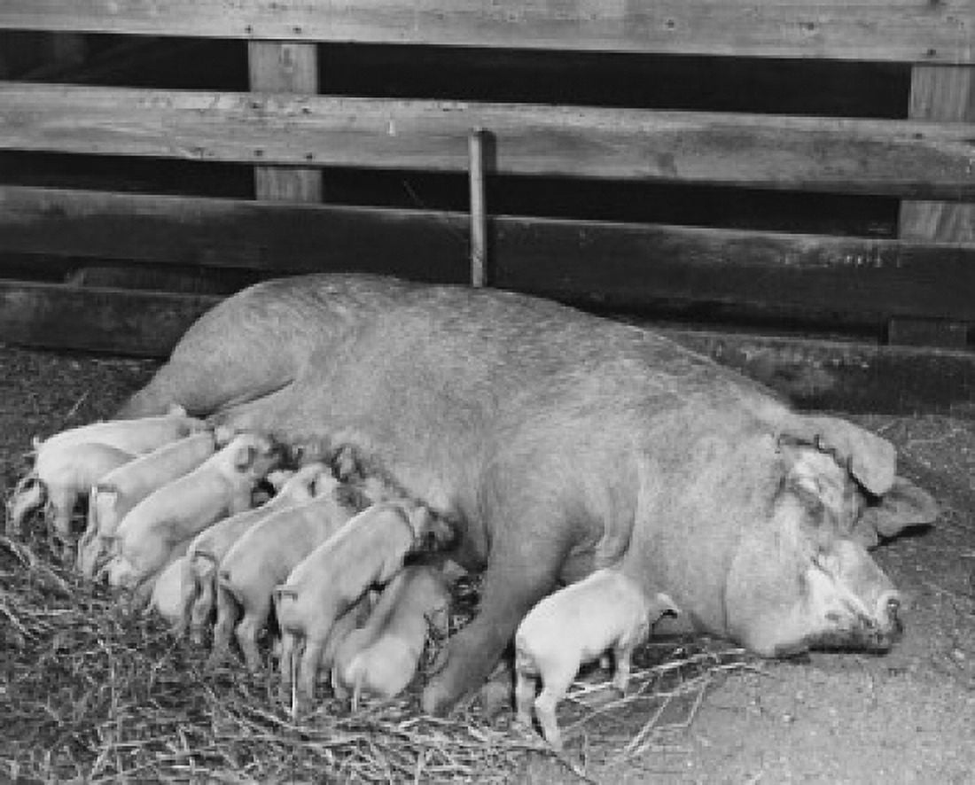 Posterazzi Sow feeding its piglets (Sus scrofa) Canvas Art - (24 x 36)