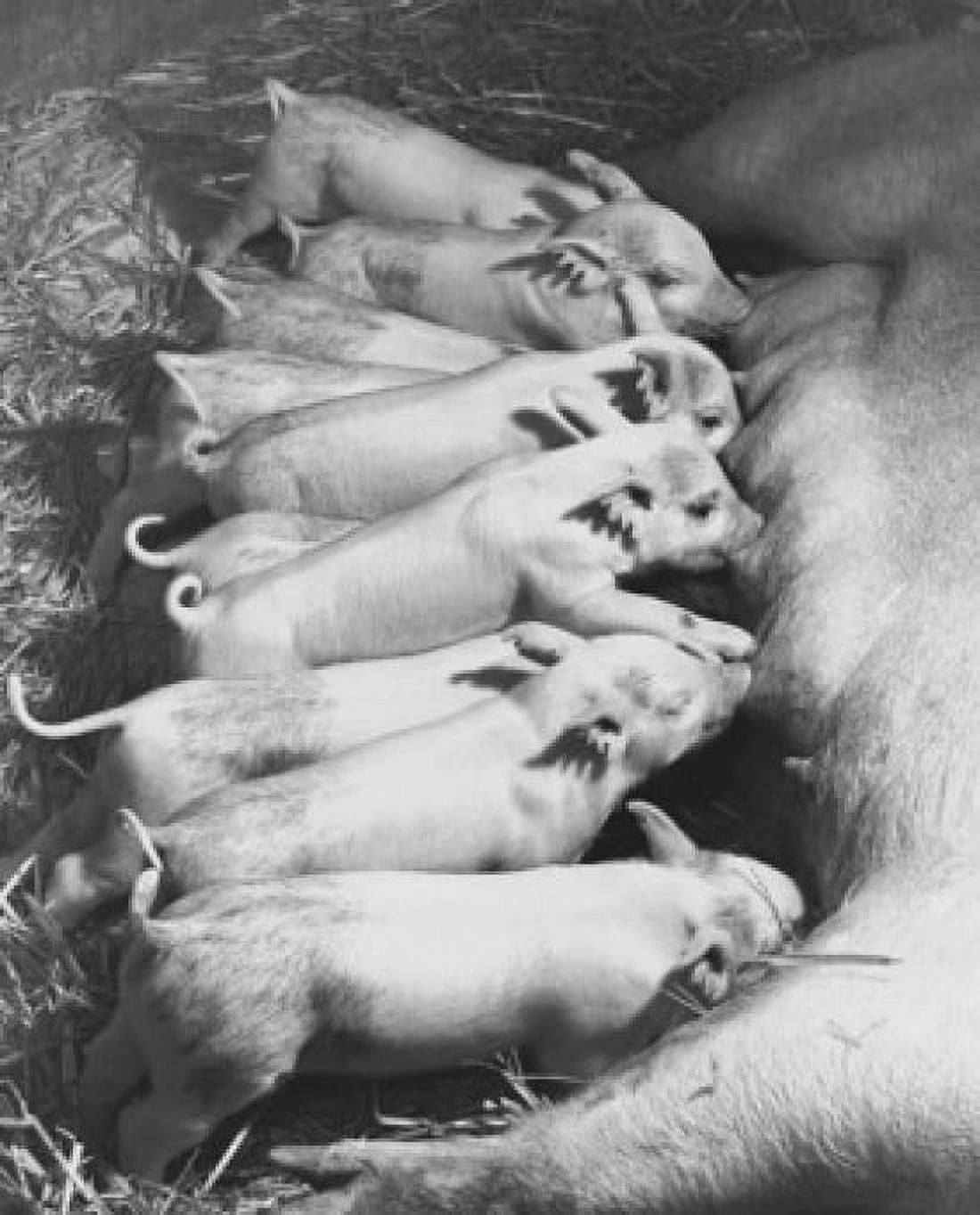 Posterazzi Sow feeding its piglets (Sus scrofa) Canvas Art - (24 x 36)