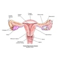 thumbnail image 1 of Posterazzi Spencer SuttonScience Source Female Reproductive System Print 24"x 18" Poster, 1 of 1