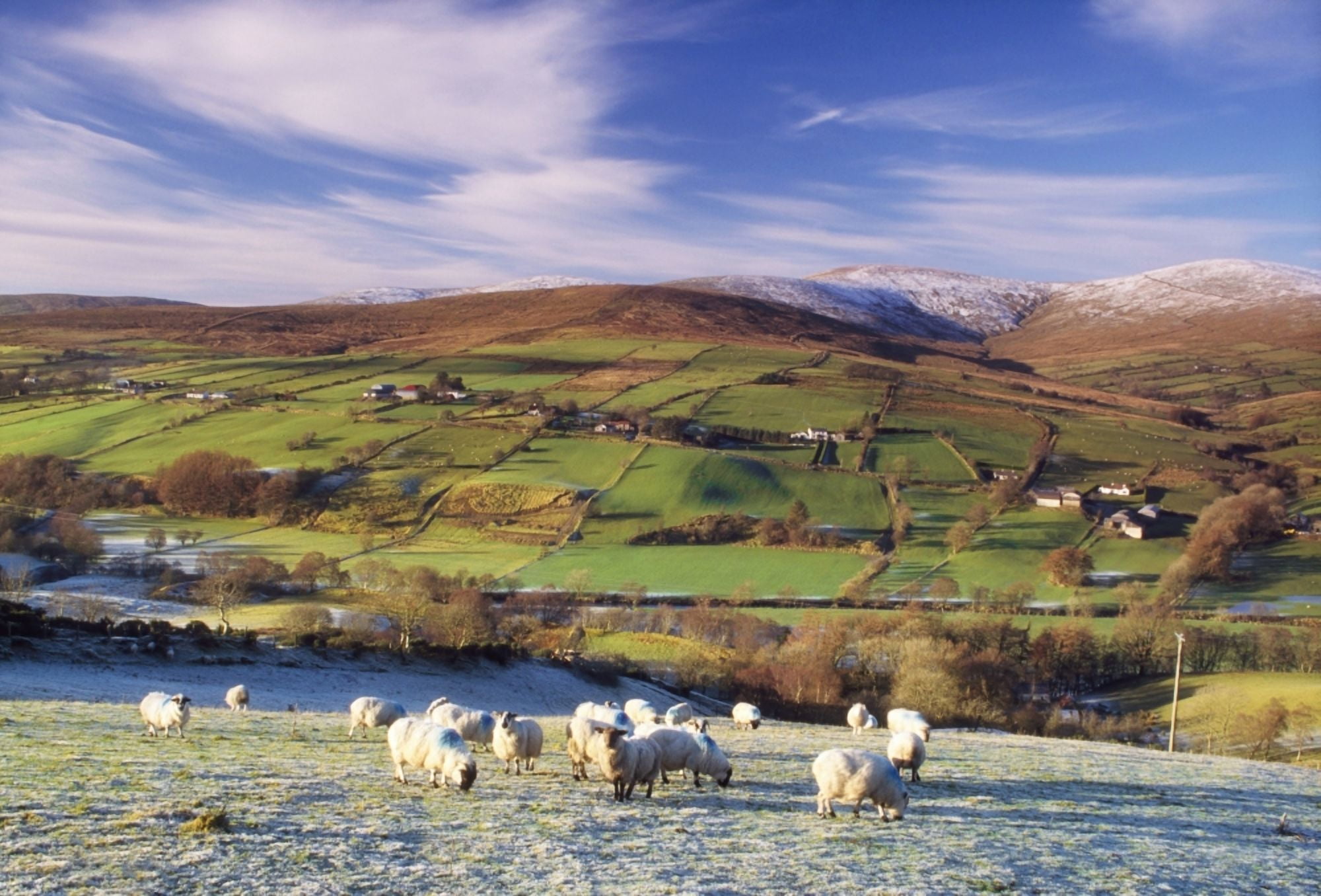 Posterazzi Sperrin Mountains County Tyrone Ireland Sheep Canvas Art - The Irish Image Collection Design Pics (36 x 24)