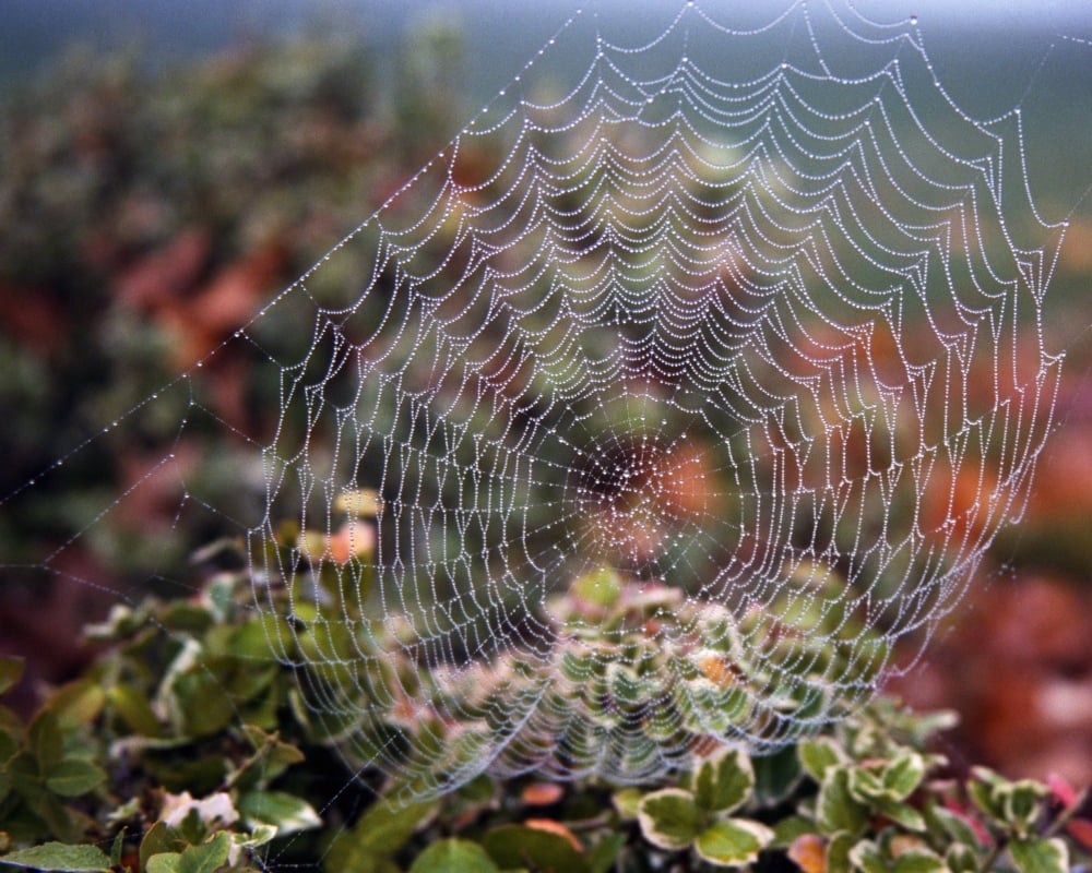 Posterazzi Spider Web With Dew Canvas Art - Natural Selection Craig Tuttle Design Pics (34 x 26)