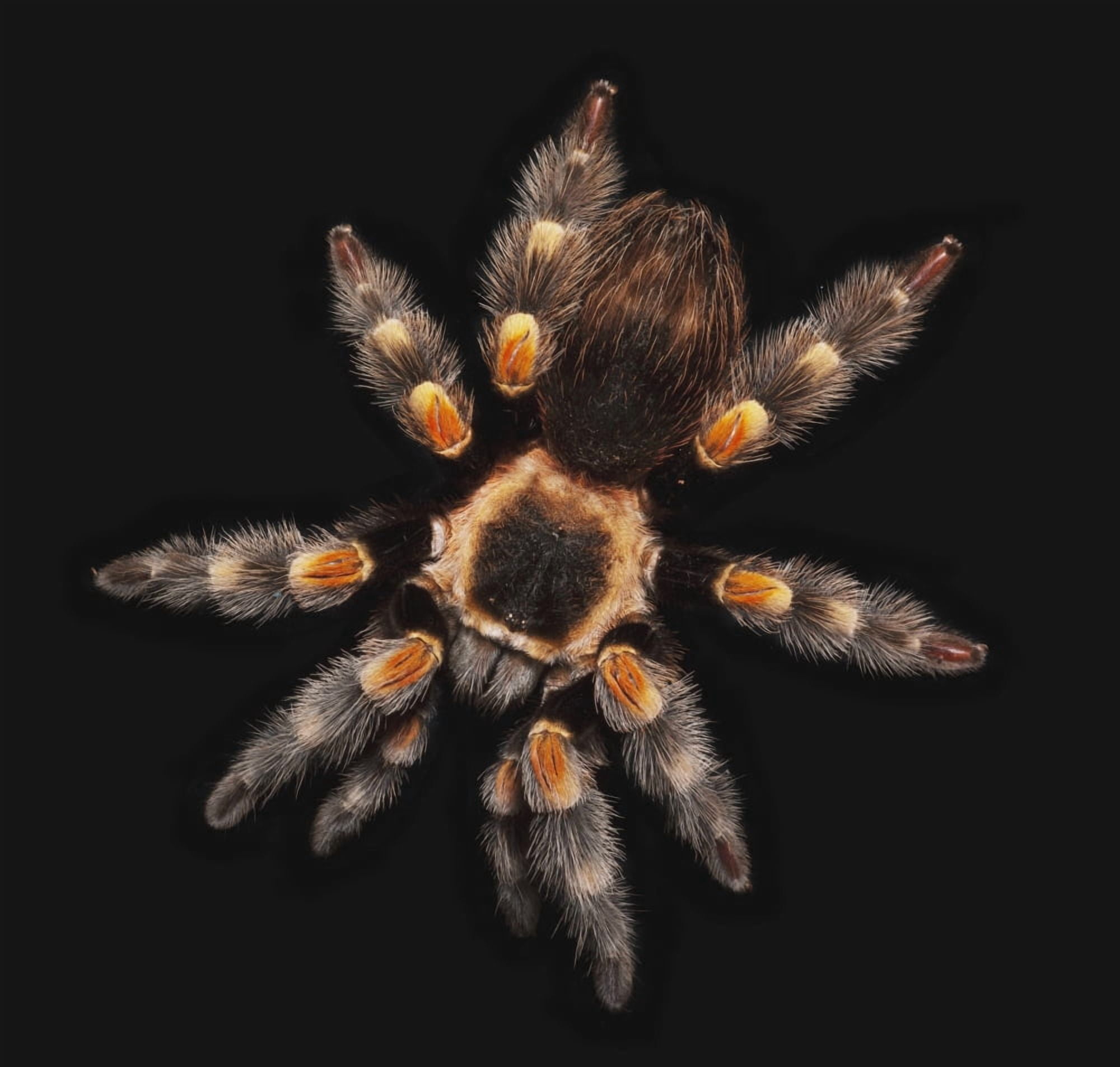 Posterazzi Spider on a black background Canvas Art - Eric Kulin Design Pics (24 x 24)