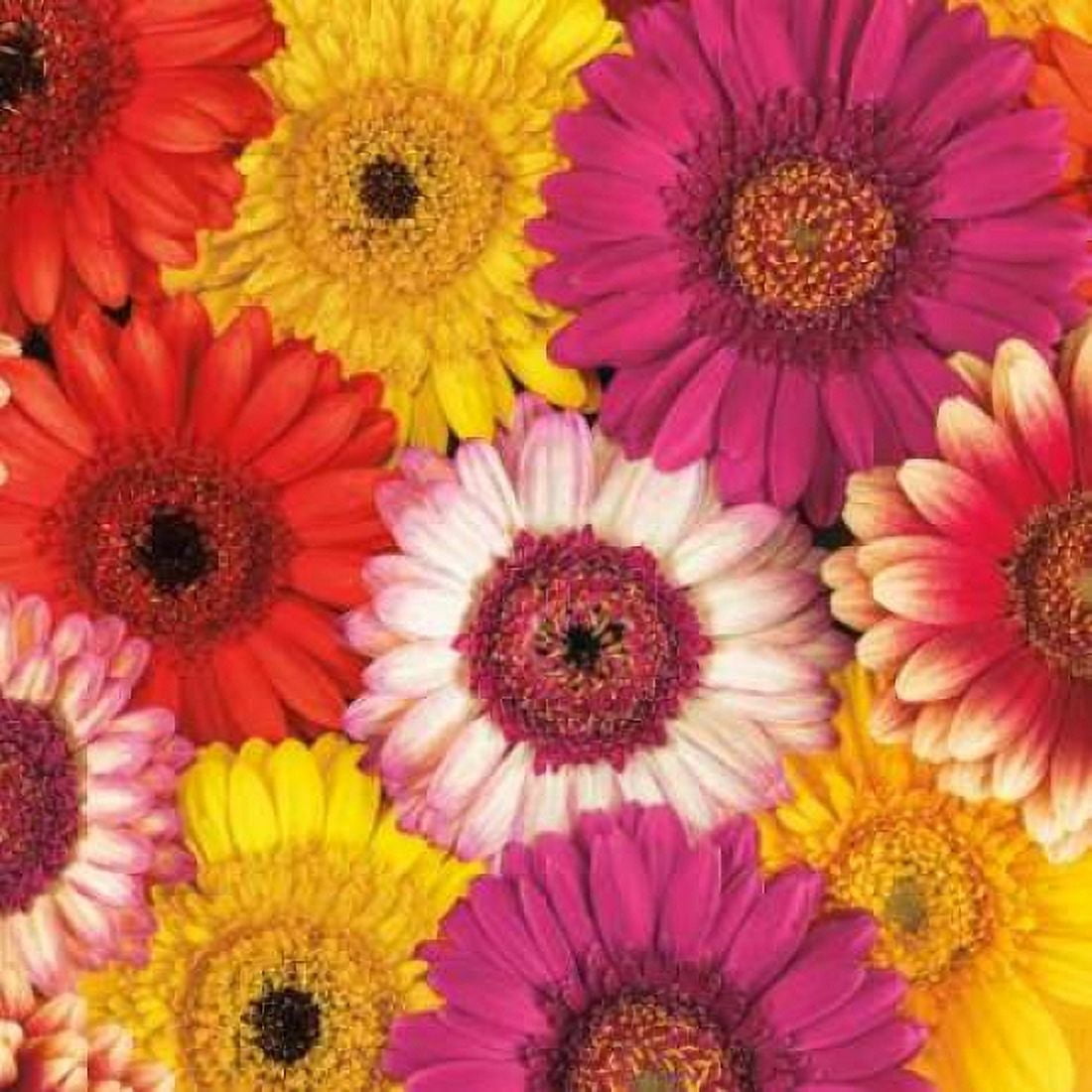 Posterazzi Splash of Color I Canvas Art - Assaf Frank (24 x 24)