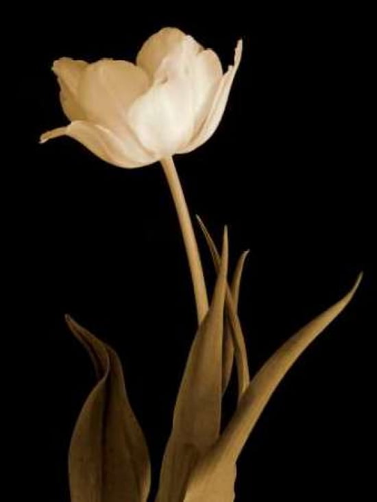 Posterazzi Splendid Beauty Canvas Art - Charles Britt (18 x 24)