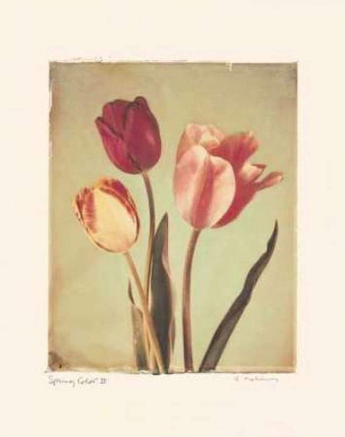 Posterazzi Spring Color II Canvas Art - Amy Melious (24 x 30)