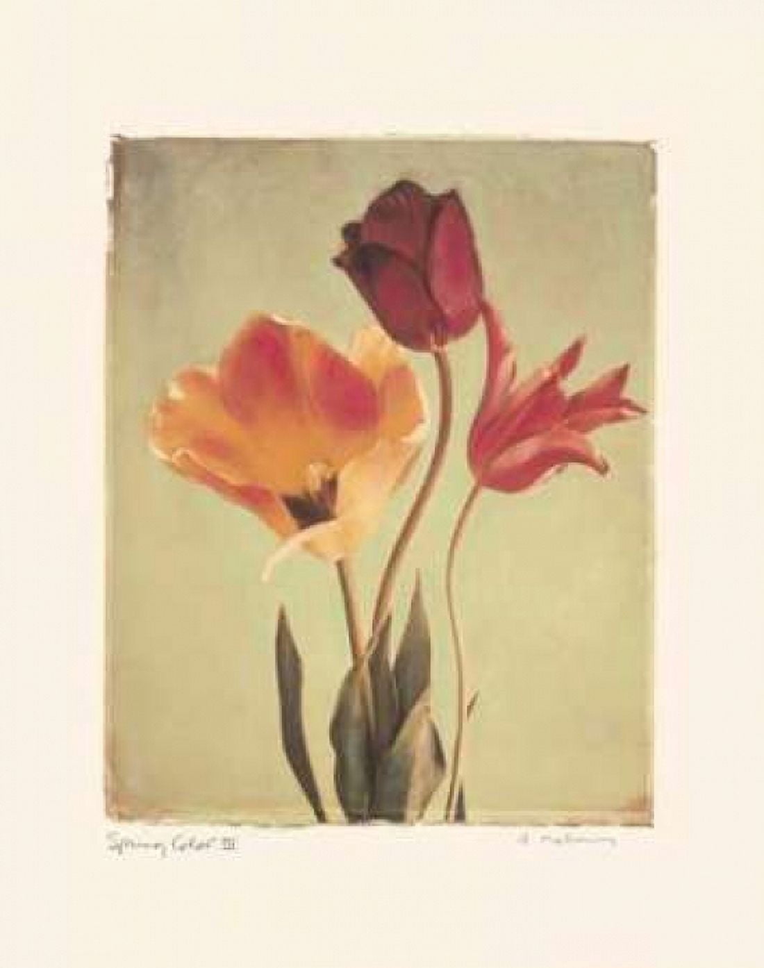 Posterazzi Spring Color III Canvas Art - Amy Melious (24 x 30)