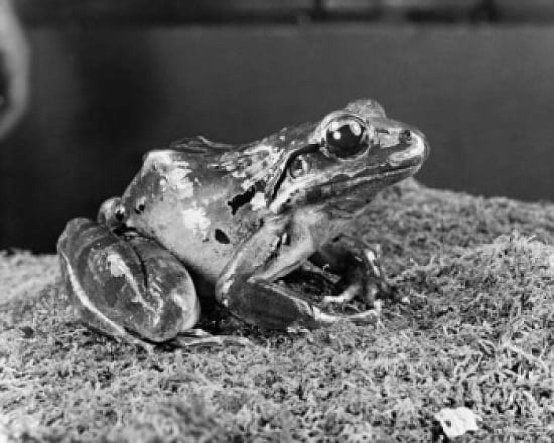 Posterazzi Spring Peeper frog sitting (Pseudacris crucifer) Canvas Art -  (24 x 36)