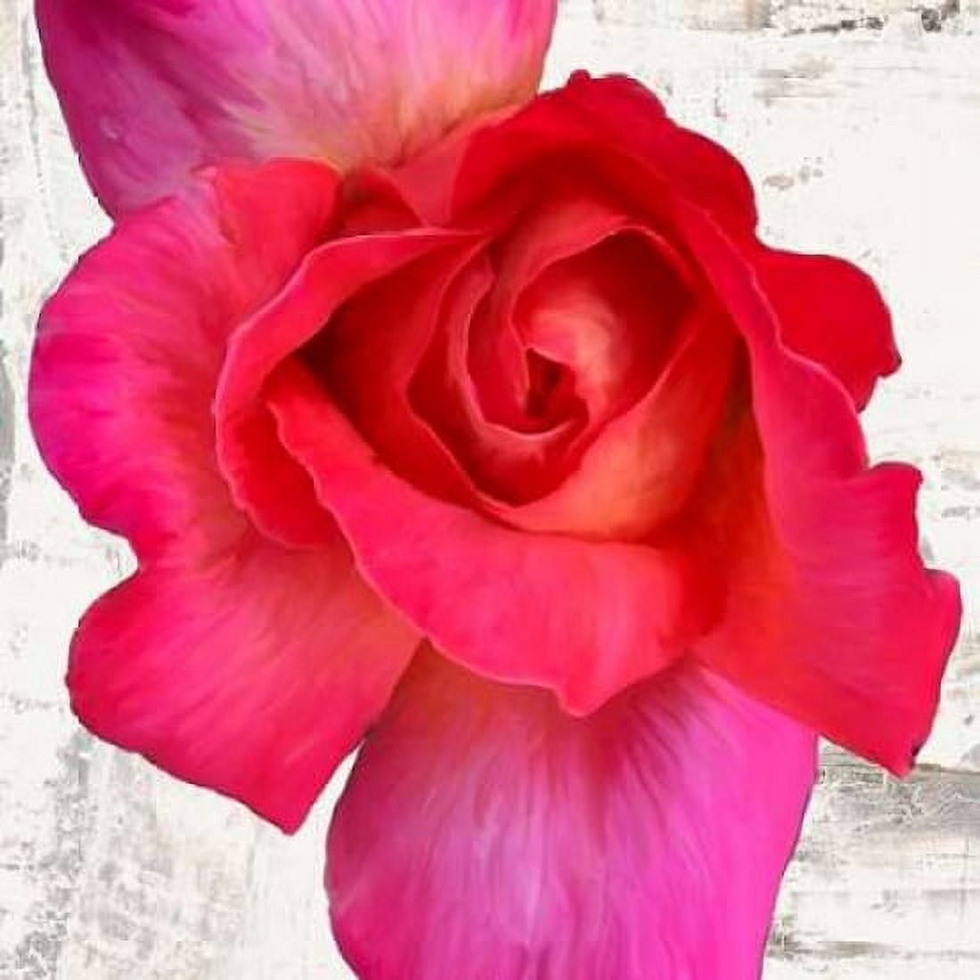 Posterazzi Spring Roses I Canvas Art - Jenny Thomlinson (24 x 24)