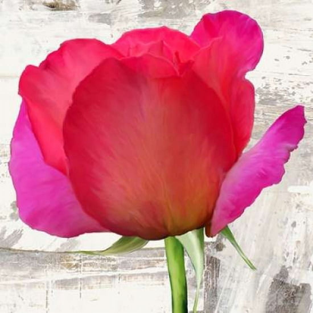 Posterazzi Spring Roses II Canvas Art - Jenny Thomlinson (24 x 24)