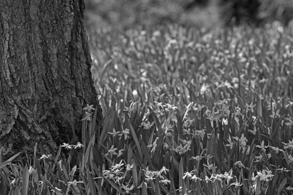 Posterazzi Spring flowers Waterloo Quebec Canada Canvas Art - David Chapman Design Pics (38 x 24)