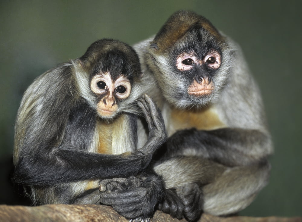 Posterazzi Squirrel Monkeys Calgary Zoo Calgary Alberta Canada Canvas Art - Darwin Wiggett Design Pics (32 x 24)