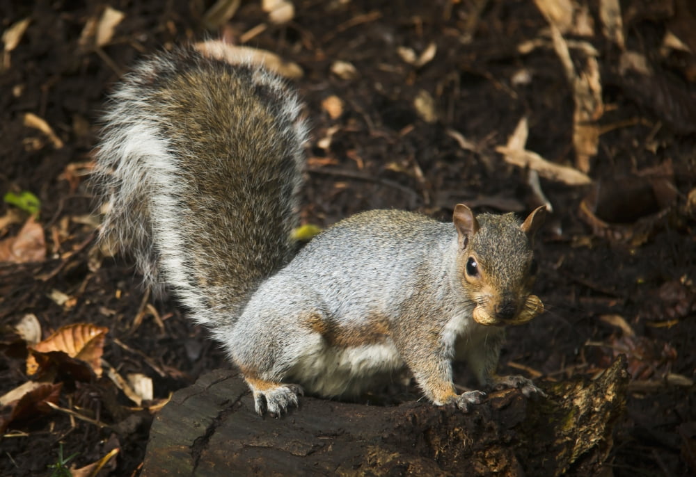 Posterazzi Squirrel eating a nut on a tree stump in autumn Gateshead Tyne and Wear England Canvas Art - John Short Design Pics (36 x 24)