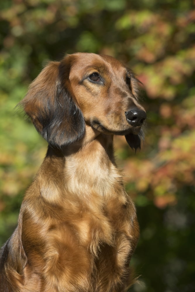 Posterazzi Standard Dachshund (long-haired variety) in September vegetation Putnam Connecticut United States of America Canvas Art - Lynn Stone Design Pics (24 x 38)