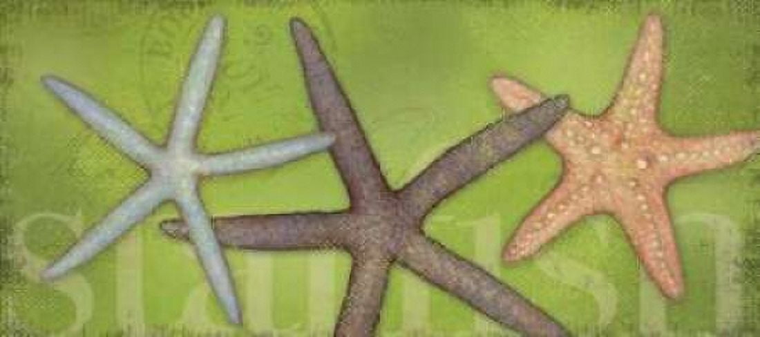Posterazzi Star Fish Canvas Art - Stephanie Marrott (24 x 48)