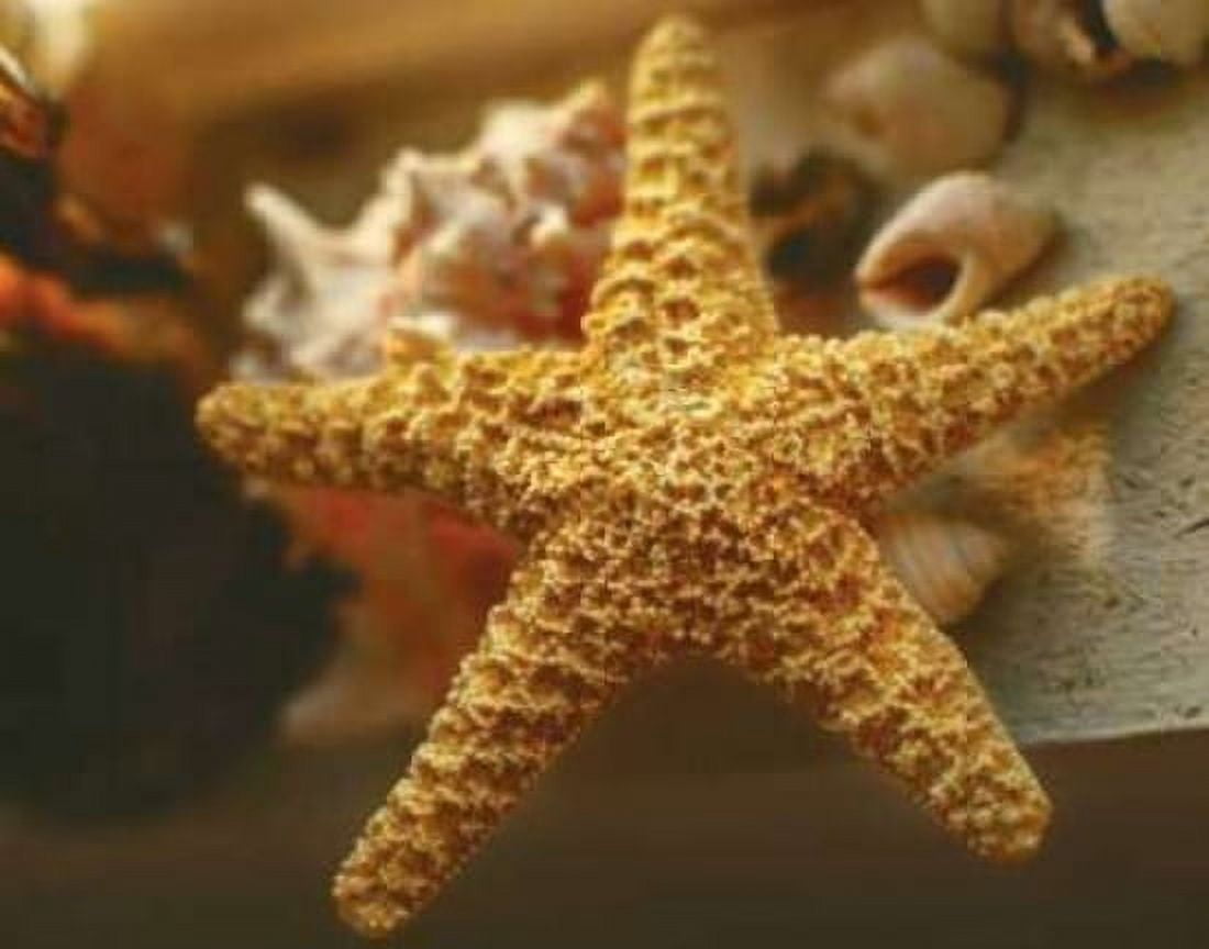 Posterazzi Starfish I Canvas Art - Philip Clayton-Thompson (22 x 28)