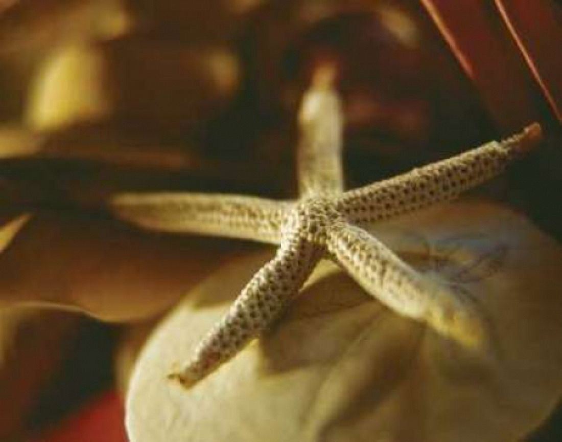 Posterazzi Starfish III Canvas Art - Philip Clayton-Thompson (22 x 28)