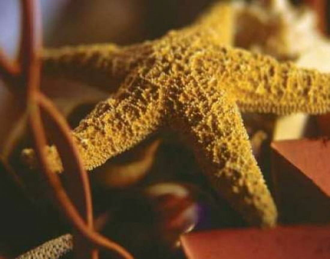 Posterazzi Starfish IV Canvas Art - Philip Clayton-Thompson (22 x 28)