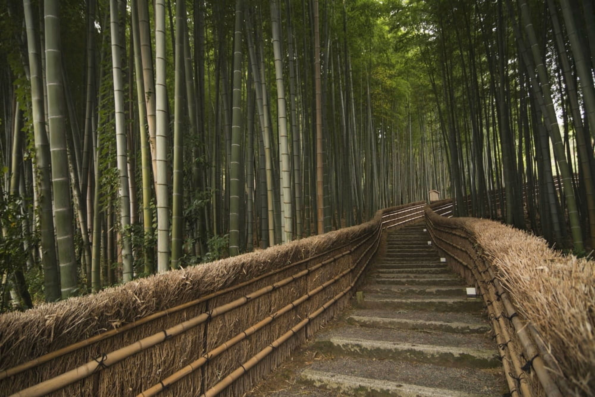 Posterazzi Stone pathway in bamboo forest Arashiyama Kyoto Japan Canvas Art - Philippe Widling Design Pics (38 x 24)