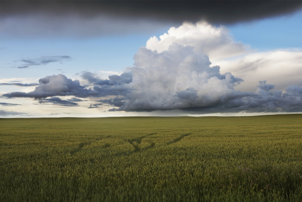 Posterazzi Storm Clouds Over A Grain Field During The Summer In Central Alberta Canvas Art - Dan Jurak Design Pics (34 x 22)
