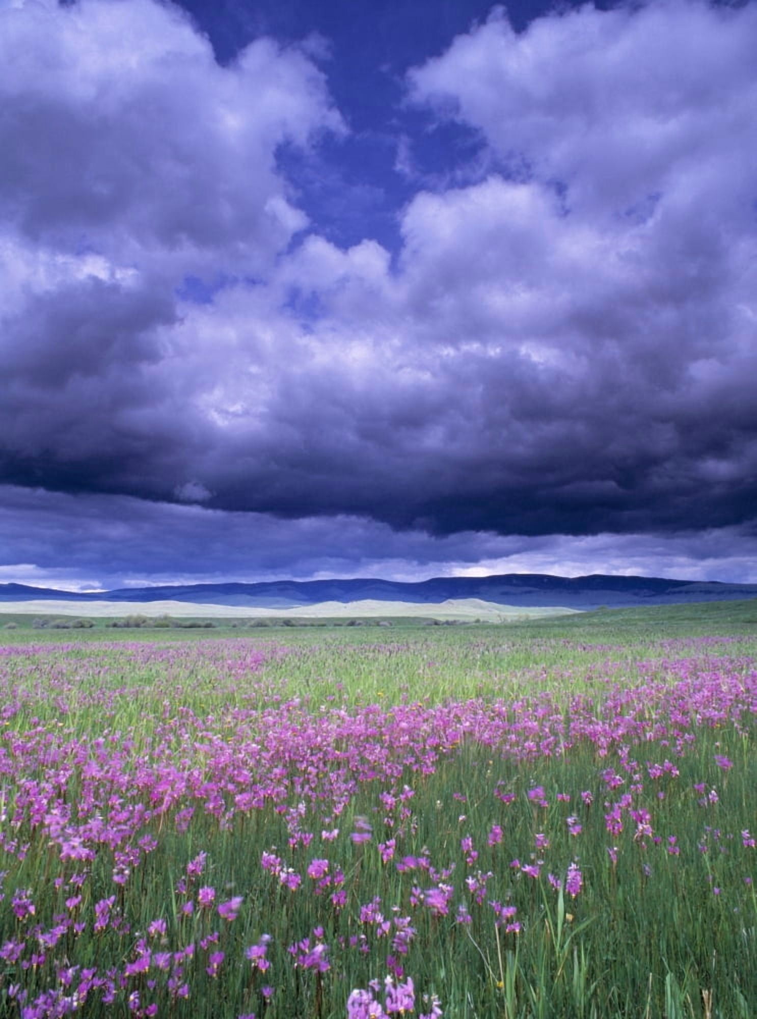 Posterazzi Stormy Clouds Approaching Field Of Shooting Star Wildflowers Canvas Art - Natural Selection John Reddy Design Pics (26 x 34)