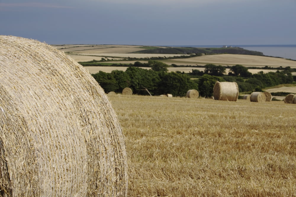 Posterazzi Straw Bales In A Field In East Cork In Munster Region Guileen County Cork Ireland Canvas Art - Trish Punch Design Pics (38 x 24)