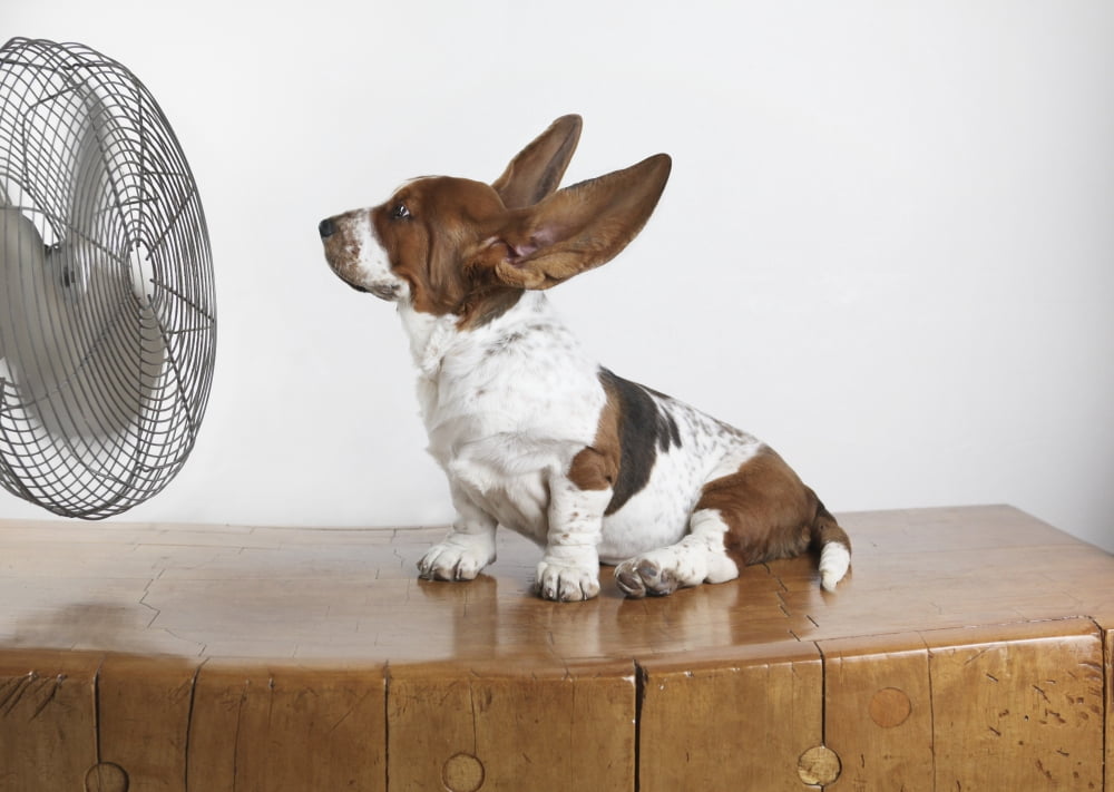 Posterazzi Studio Shot Of A Basset Hound With Fan Blowing Its Ears Up Canvas Art - Sherry Lemcke Design Pics (32 x 24)