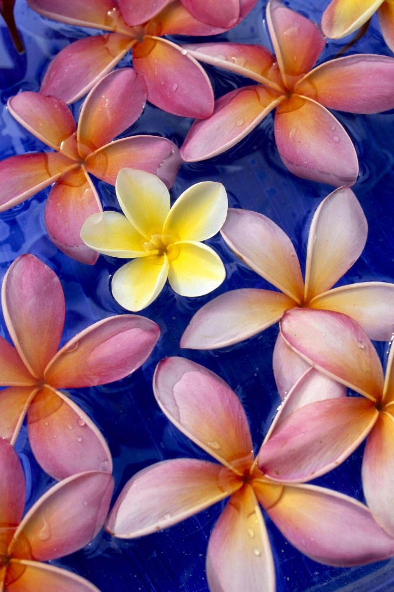 Posterazzi Studio Shot Of One Yellow And Mixed Color Plumeria Flowers Blue Background Canvas Art - Dana Edmunds  Design Pics (24 x 38)