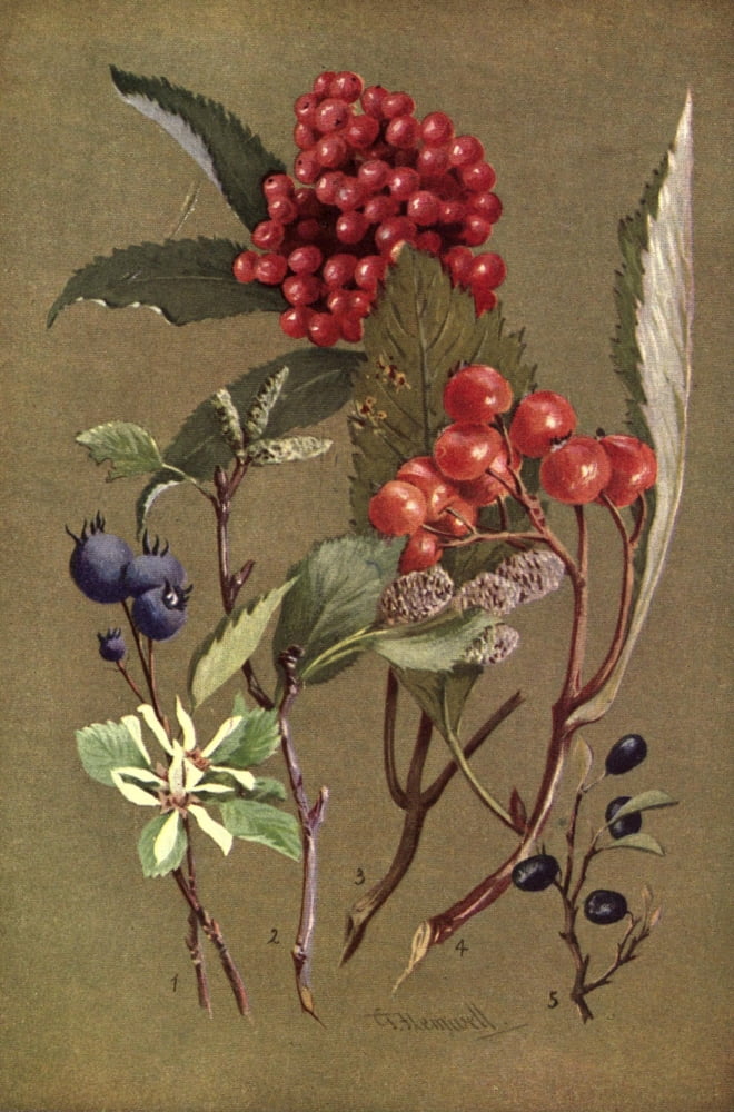 Posterazzi Sub-Alpine Plants 1912 Amelanchier et al Canvas Art - George J Flemwell (24 x 36)