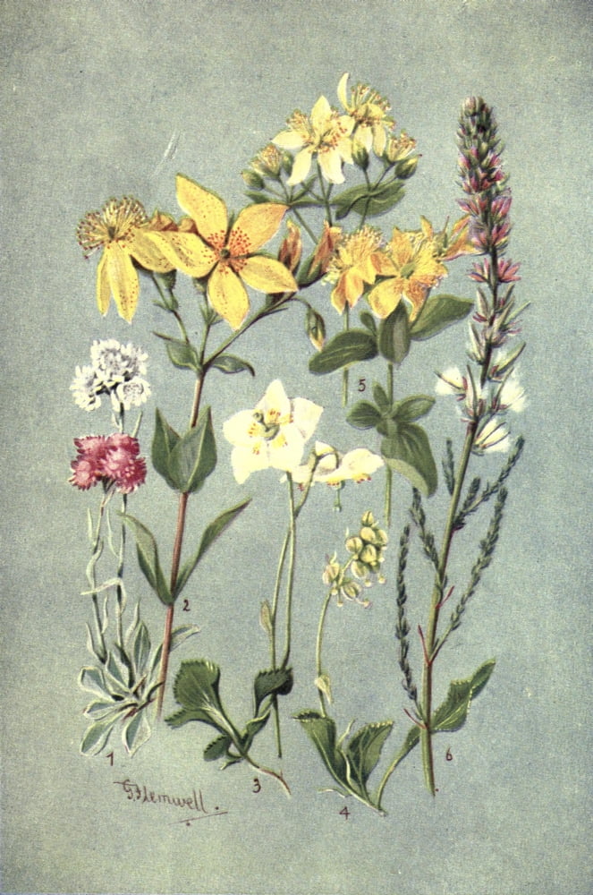 Posterazzi Sub-Alpine Plants 1912 Antennaria et al Canvas Art - George J Flemwell (24 x 36)