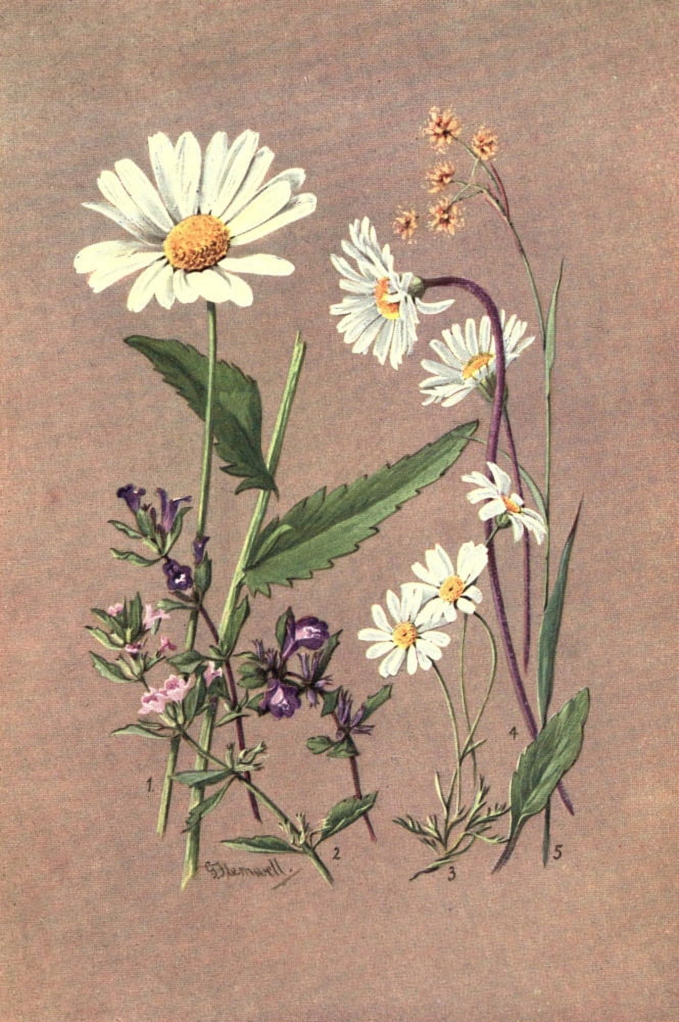 Posterazzi Sub-Alpine Plants 1912 Chrysanthemum Leucanthemum et al Canvas Art - George J Flemwell (24 x 36)