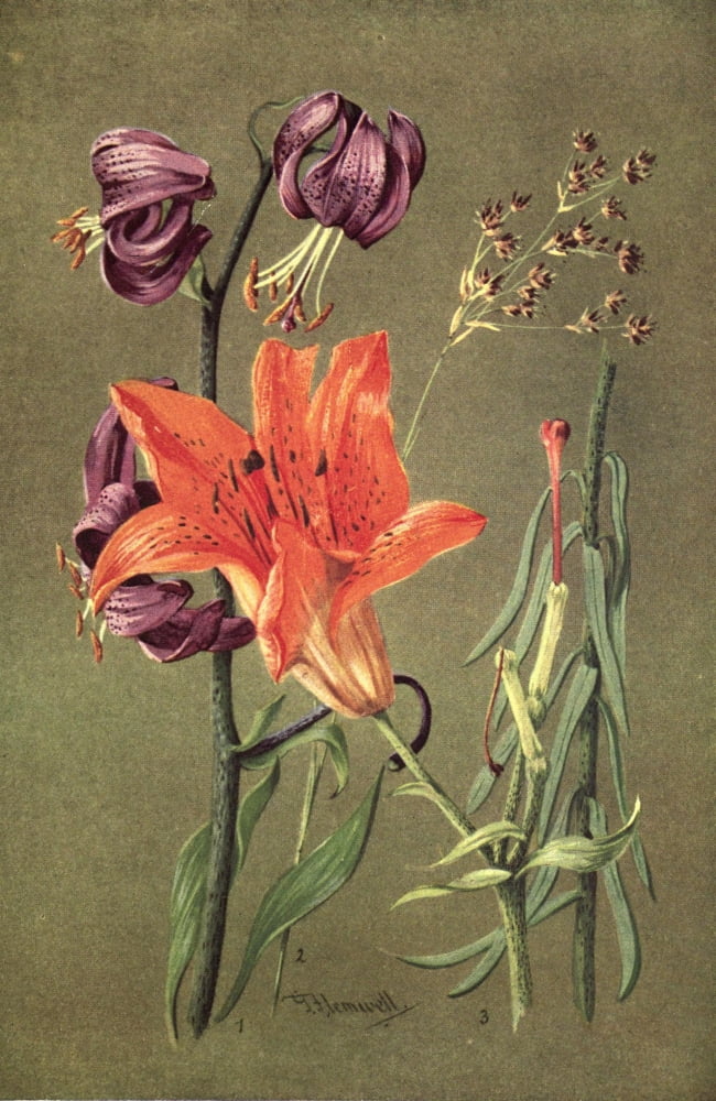 Posterazzi Sub-Alpine Plants 1912 Lilium Martagon et al Canvas Art - George J Flemwell (24 x 36)