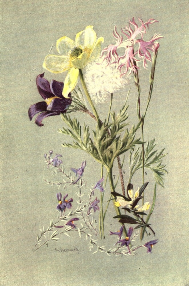 Posterazzi Sub-Alpine Plants 1912 Linaria Alpina et al Canvas Art - George J Flemwell (24 x 36)