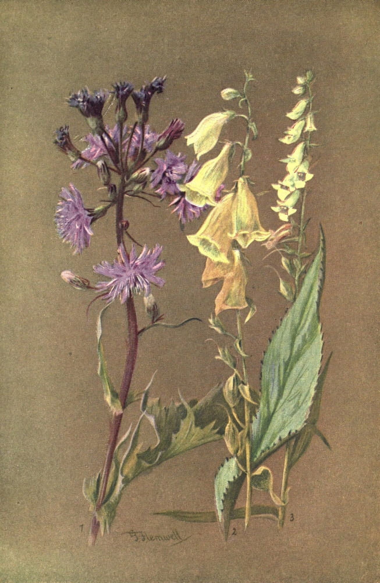 Posterazzi Sub-Alpine Plants 1912 Mulgedium et al Canvas Art - George J Flemwell (24 x 36)