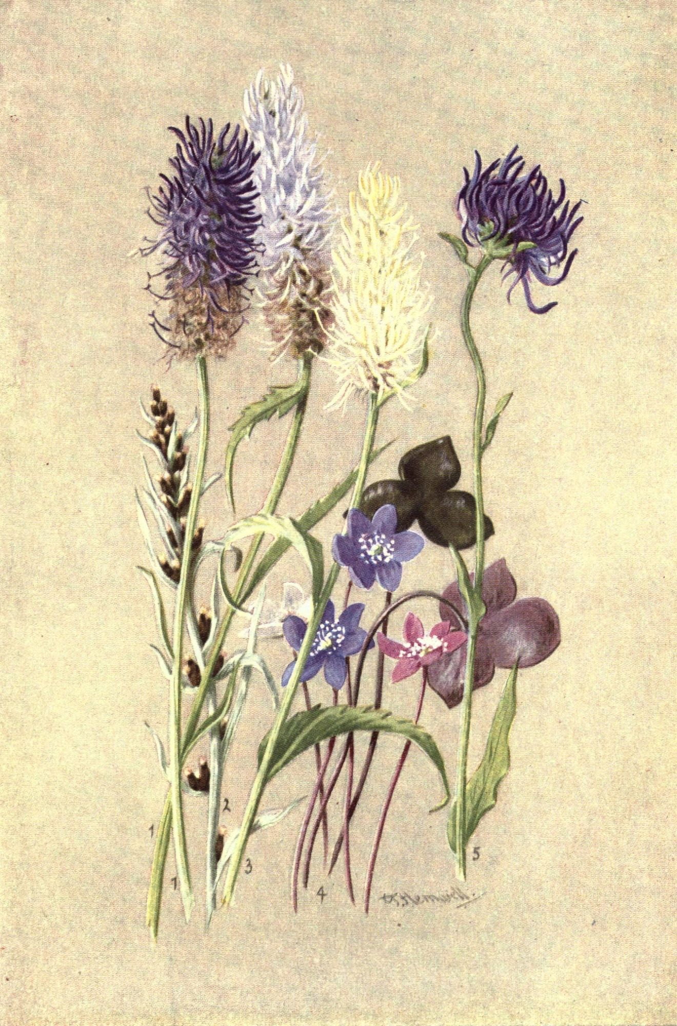 Posterazzi Sub-Alpine Plants 1912 Phyteuma Canvas Art - George J Flemwell (24 x 36)
