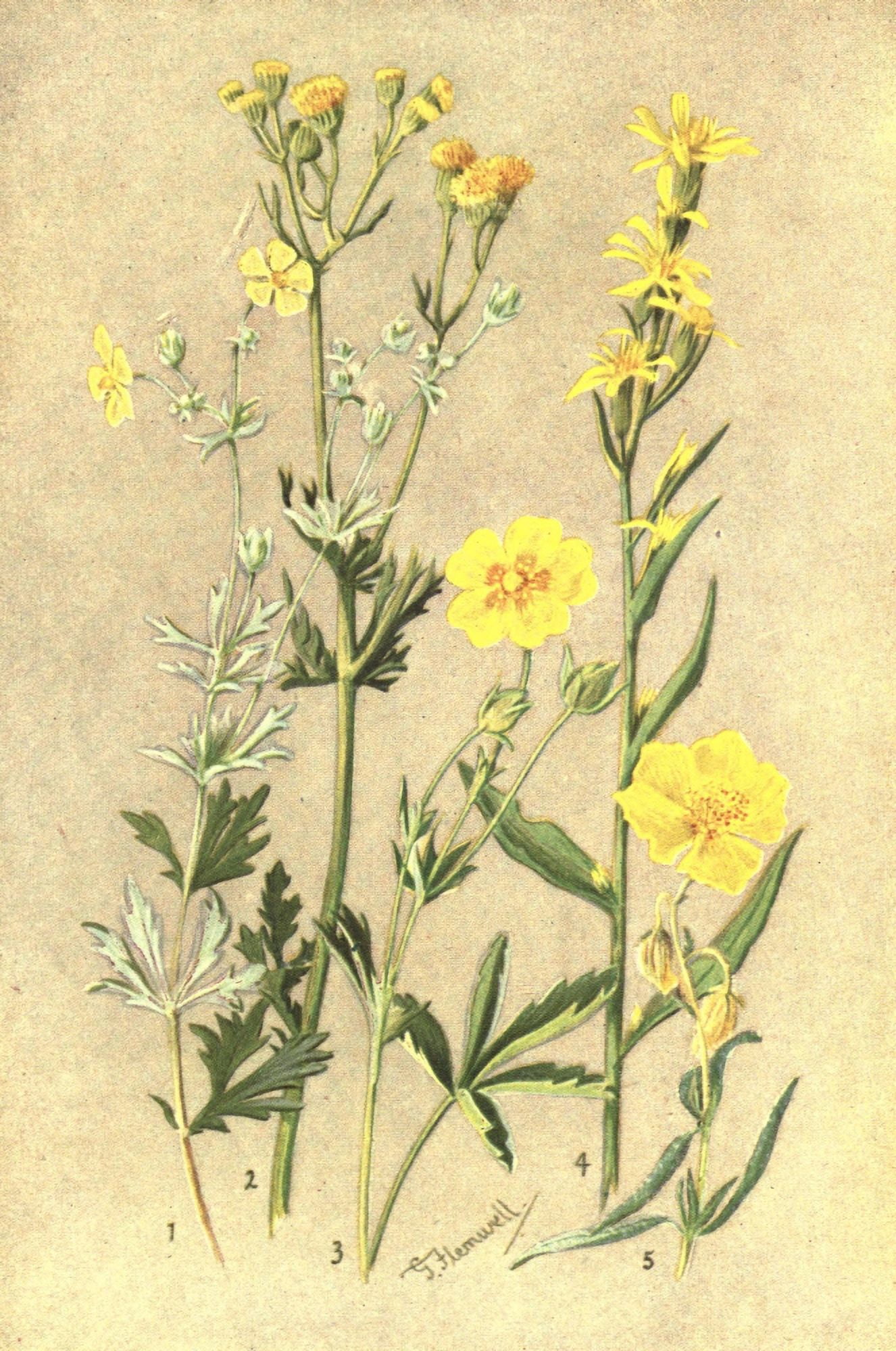 Posterazzi Sub-Alpine Plants 1912 Potentilla et al Canvas Art - George J Flemwell (24 x 36)