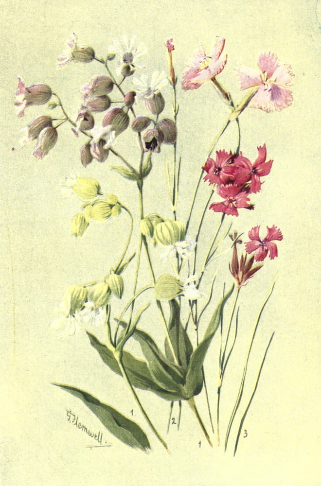 Posterazzi Sub-Alpine Plants 1912 Silene et al Canvas Art - George J Flemwell (24 x 36)