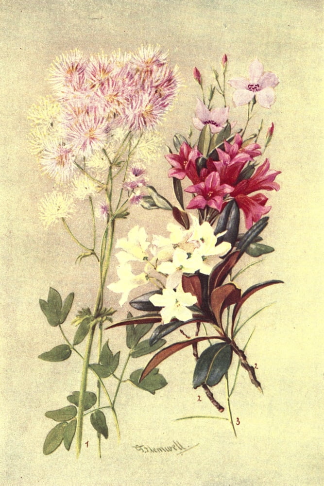 Posterazzi Sub-Alpine Plants 1912 Thalictrum et al Canvas Art - George J Flemwell (24 x 36)