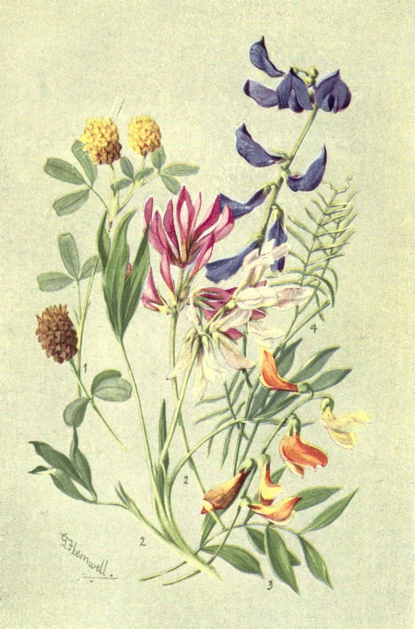Posterazzi Sub-Alpine Plants 1912 Trifolium et al Canvas Art - George J Flemwell (24 x 36)