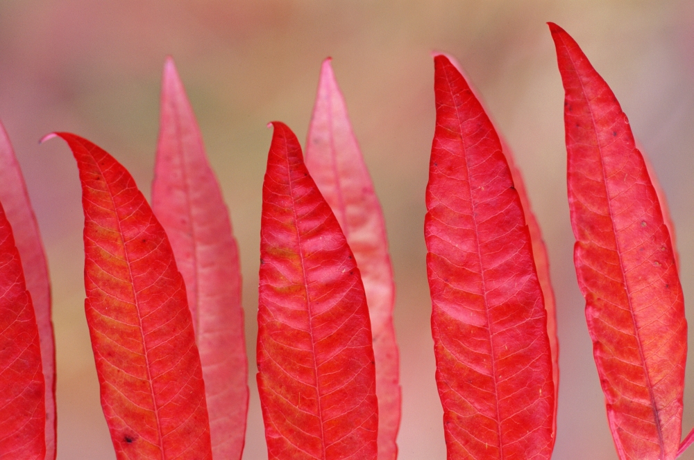 Posterazzi Sumac Leaves (Rhus Coriaria) In Fall Colours Canvas Art - Mike Grandmaison Design Pics (36 x 24)
