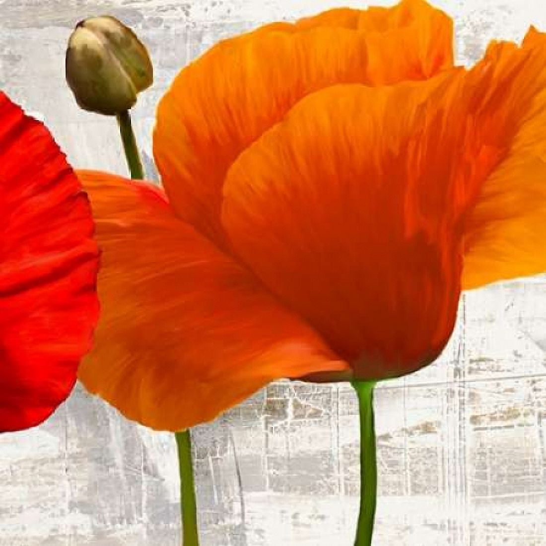 Posterazzi Summer Poppies II Canvas Art - Jenny Thomlinson (24 x 24)