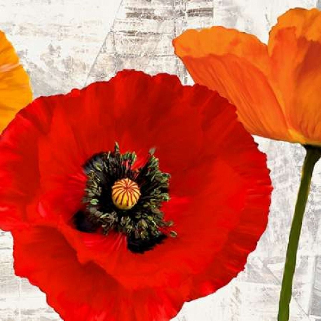 Posterazzi Summer Poppies III Canvas Art - Jenny Thomlinson (24 x 24)