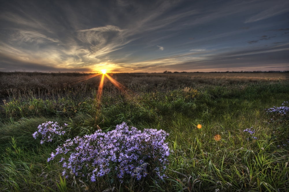Posterazzi Summer Sunset Over Prairie Wildflowers North Of Bon Accord Alberta Canvas Art - Dan Jurak Design Pics (34 x 22)