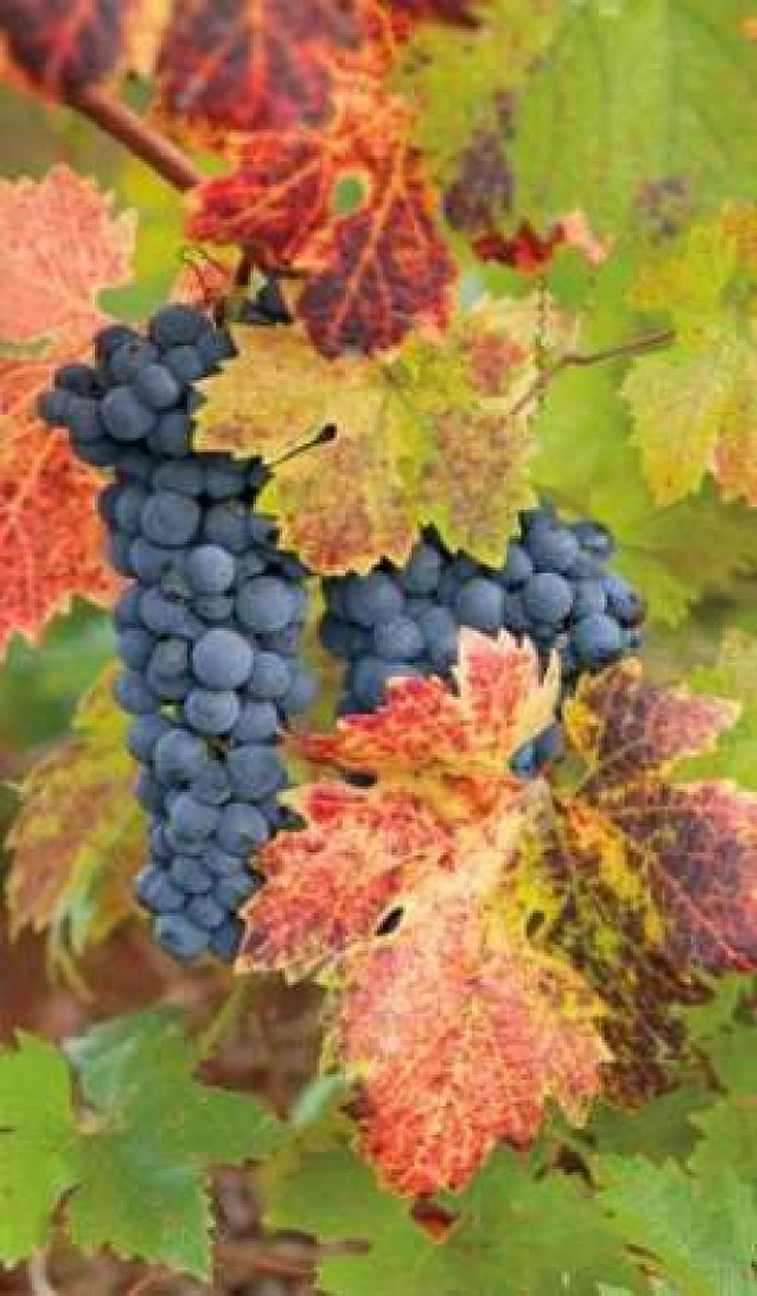 Posterazzi Summit Lake Zinfandel Canvas Art - Christopher Foster (24 x 36)