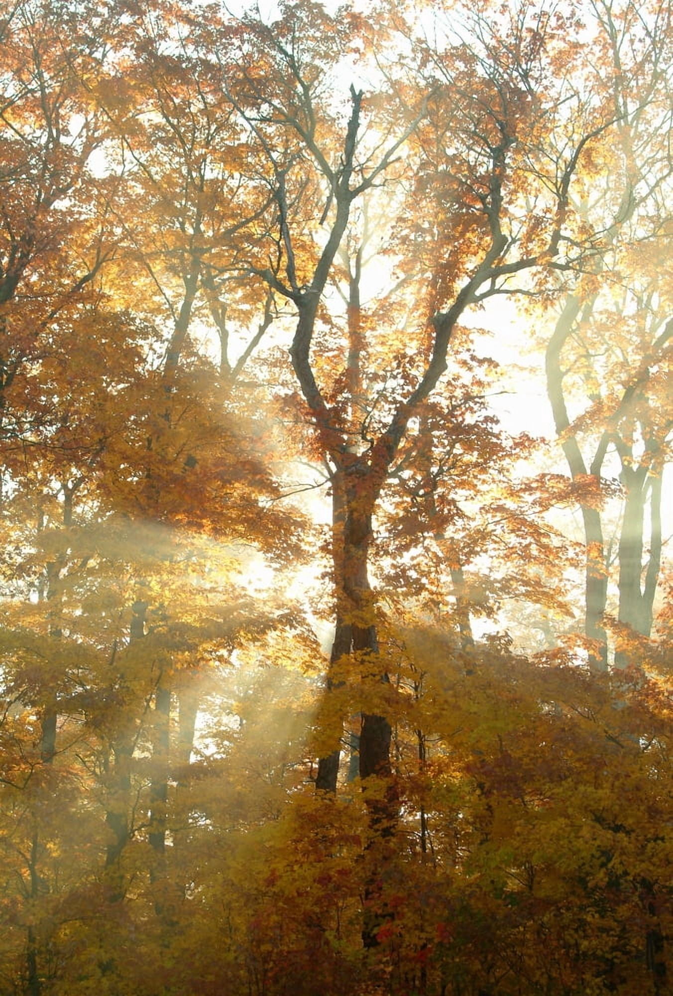 Posterazzi Sun Breaking Through Trees Canvas Art - Design Pics BRO Design Pics (22 x 34)