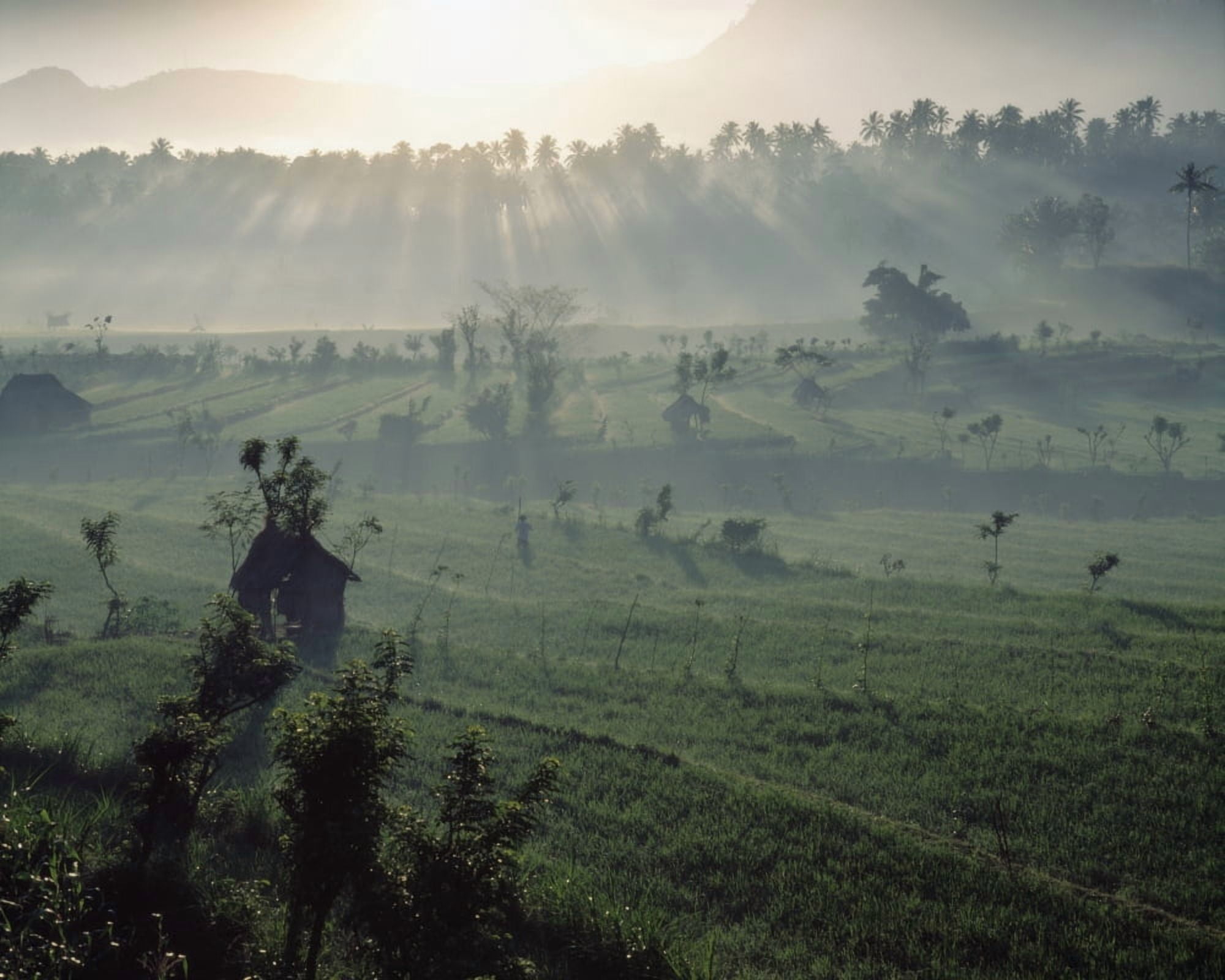 Posterazzi Sun Rising Over Rice Paddies Canvas Art - Joe Beynon Design Pics (34 x 26)