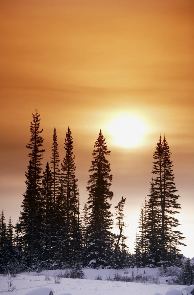Posterazzi Sun Shining On Trees Canvas Art - Richard Wear Design Pics (22 x 34)