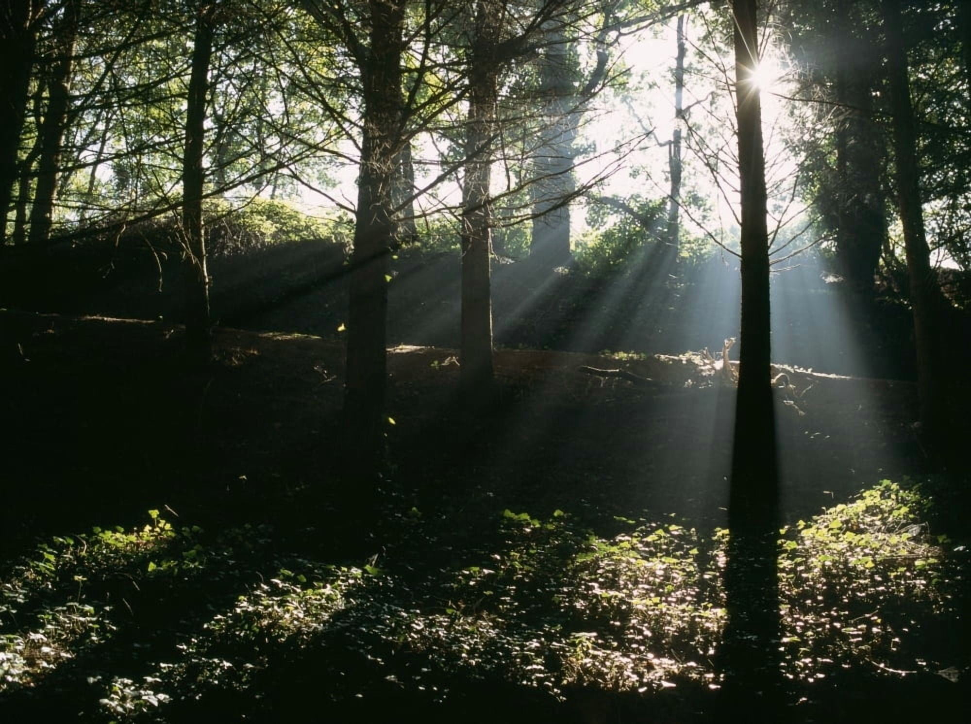 Posterazzi Sun Shining Through The Trees Canvas Art - Ian Cumming Design Pics (34 x 26)