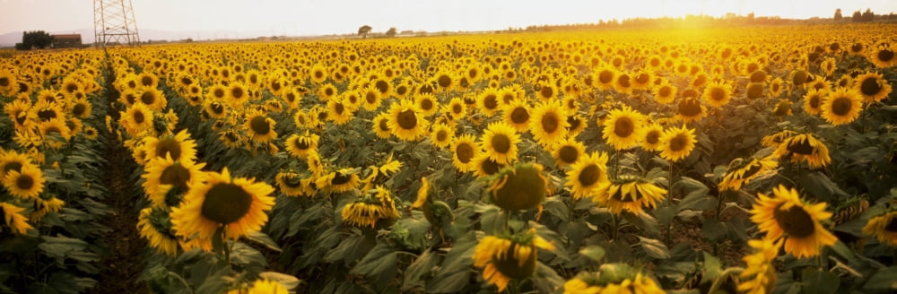 Posterazzi Sunflower Field Canvas Art - The Irish Image Collection Design Pics (44 x 15)