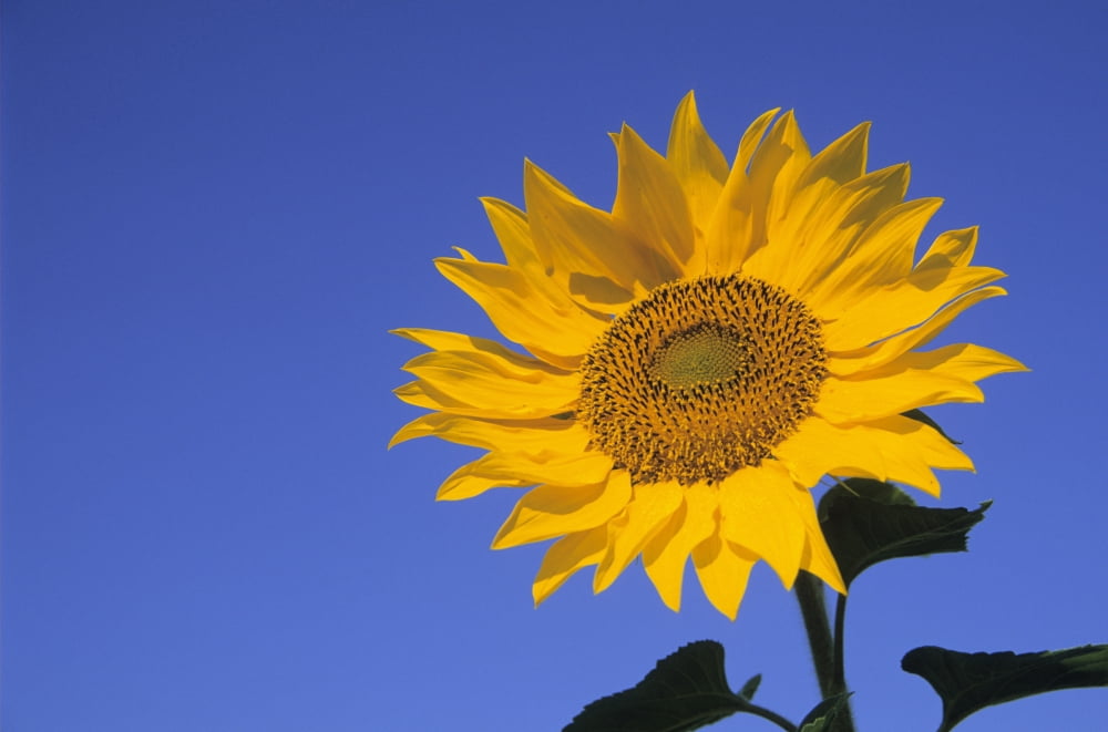 Posterazzi Sunflower Queens County Prince Edward Island Canvas Art - Ron Watts Design Pics (34 x 22)